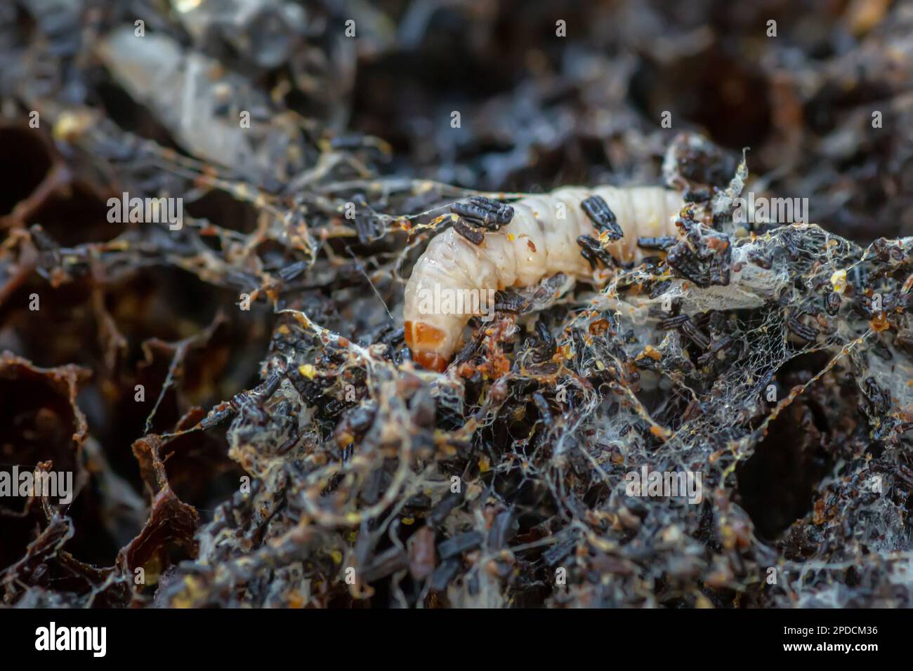 Waxworms, caterpillar larvae of wax moths, on damaged beeswax, frame