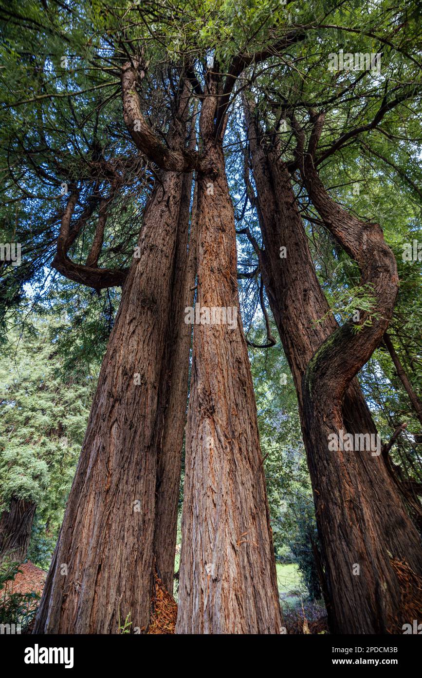 A coastal redwood grove near Fort Bragg, California Stock Photo