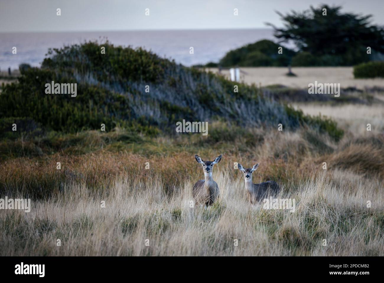 Two Blacktail deer standing in a field at sunrise Stock Photo