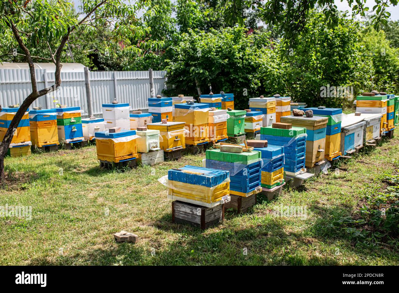 Bees at old hive entrance. Bees returning from honey collection to yellow hive. Bees at entrance. bees return to beehive after honeyflow. Copy space Stock Photo