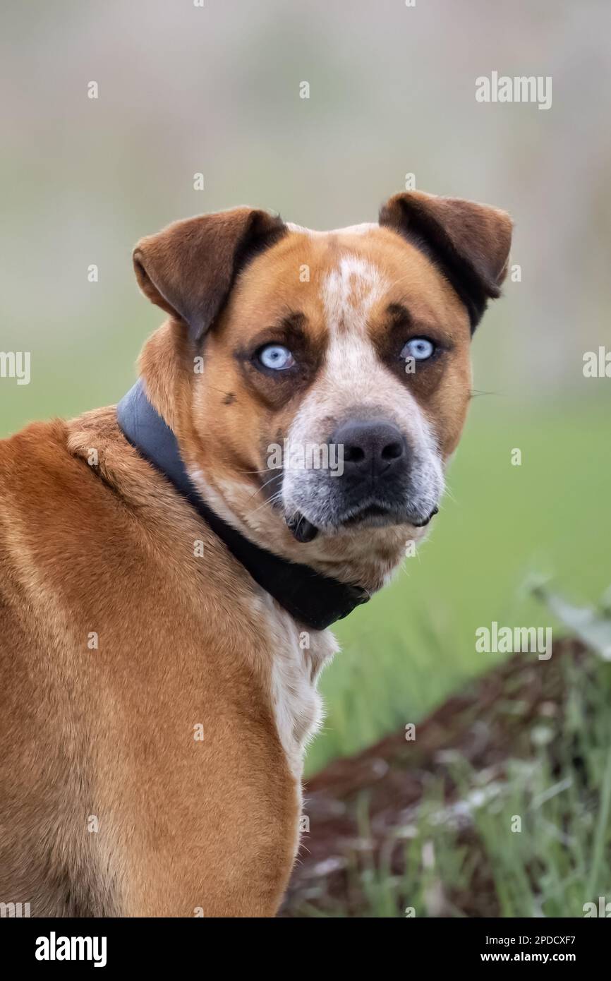 Close-up portrait of boxer husky dog with blue eyes isolated on blurry  background Stock Photo - Alamy