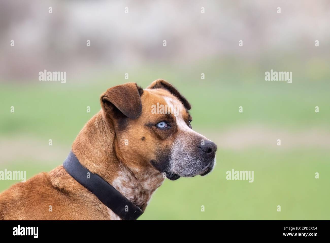 Close-up portrait of boxer husky dog with blue eyes isolated on blurry background Stock Photo