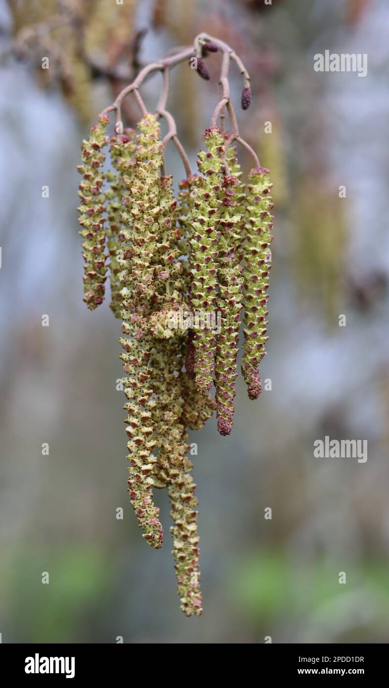 Close up of alder tree catkins in spring Stock Photo
