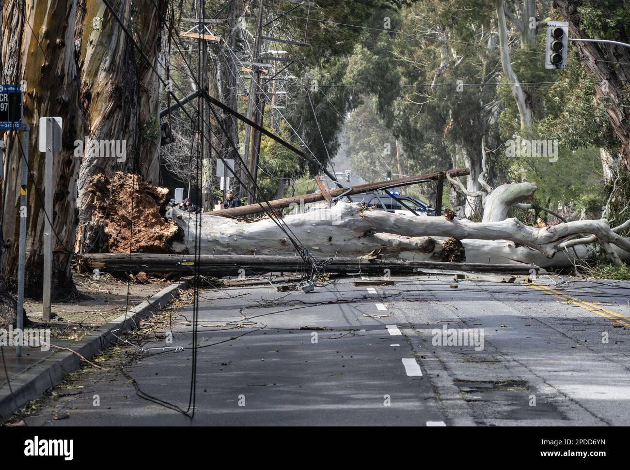 Burlingame, United States. 14th Mar, 2023. A tree and power lines blown