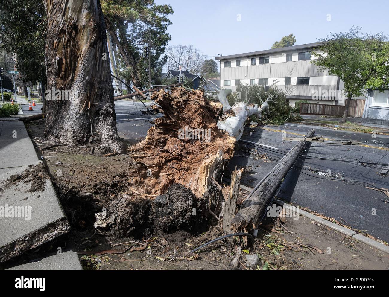 Burlingame, United States. 14th Mar, 2023. A tree and power lines blown over by 50 MPH winds, block El Camino Real in Burlingame, California on Tuesday, March 14, 2023. At least 275,000 iresidents are without power as ferce winds and an atmospheric river hve battered the state in the last 24 hours. Photo by Terry Schmitt/UPI Credit: UPI/Alamy Live News Stock Photo