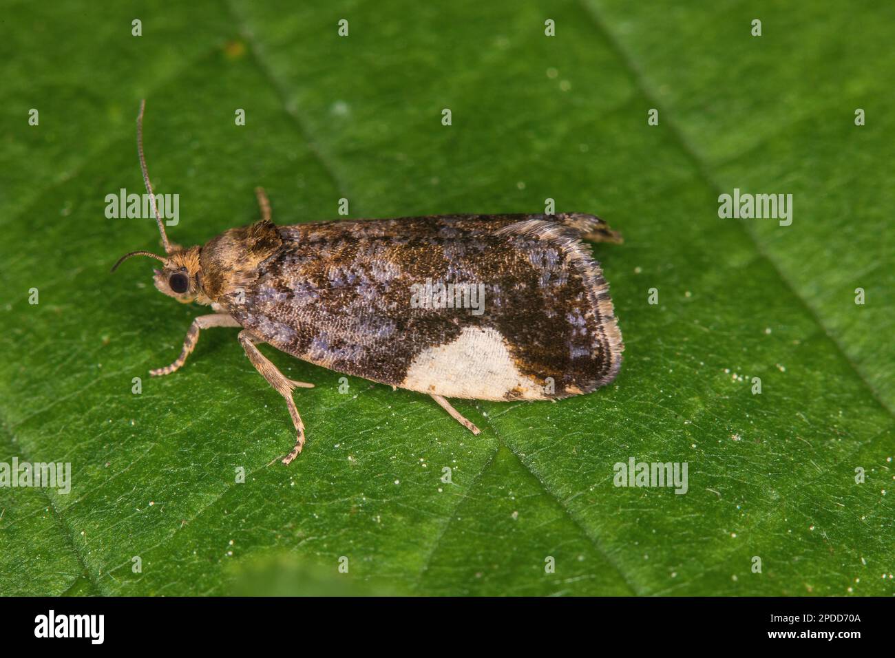 Tortrix moth (Hedya dimidiana), sitting on a leaf, side view, Germany ...