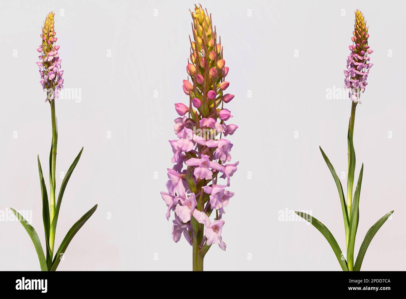 Fragrant orchid (Gymnadenia conopsea), blooming, different plants, composing, Austria Stock Photo