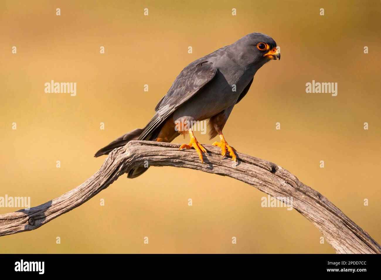 western red-footed falcon (Falco vespertinus), male on a branch, Hungary Stock Photo