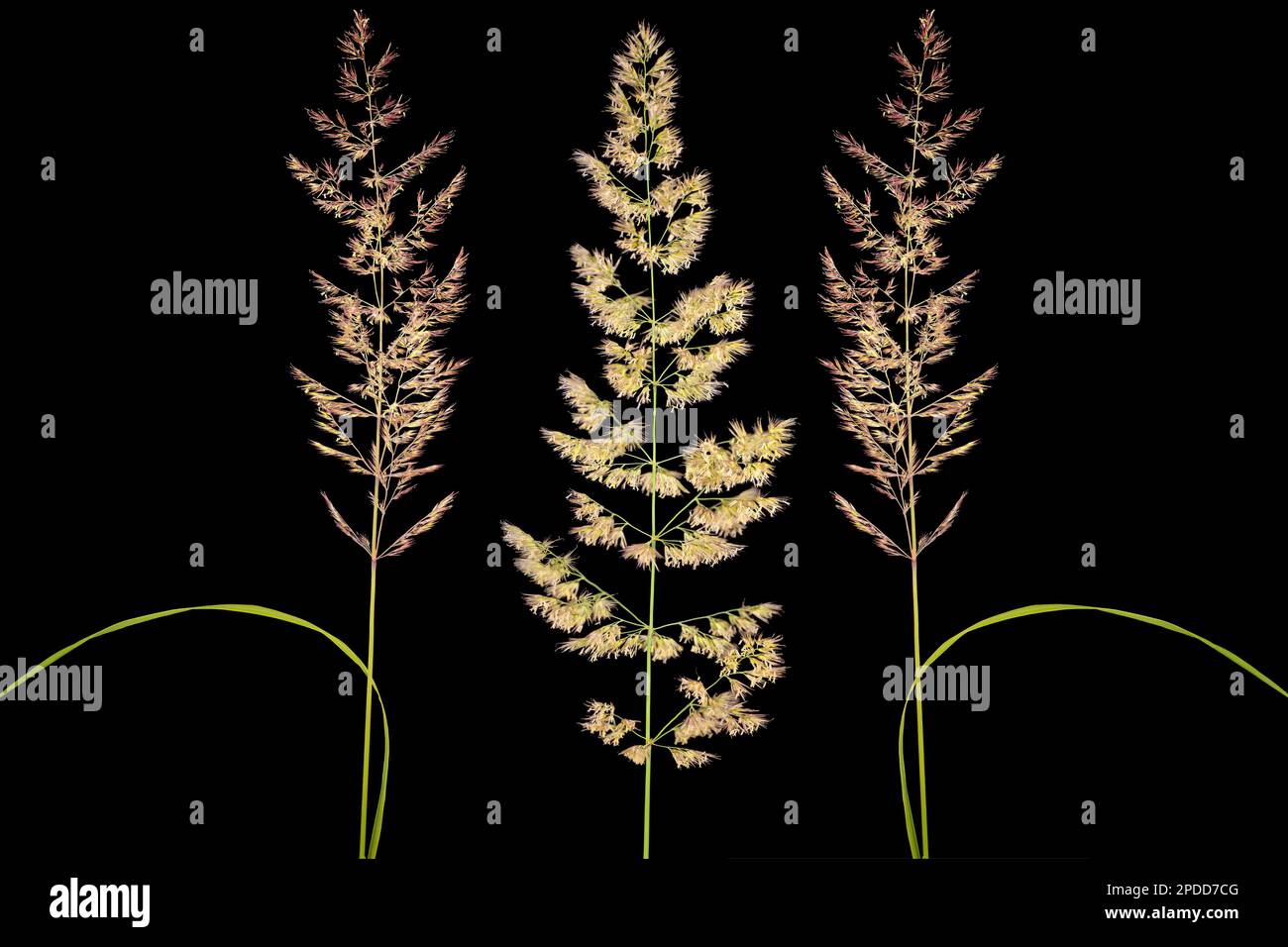 Small Reed wood small-reed, feathertop (Calamagrostis epigejos), inflorescences in ...