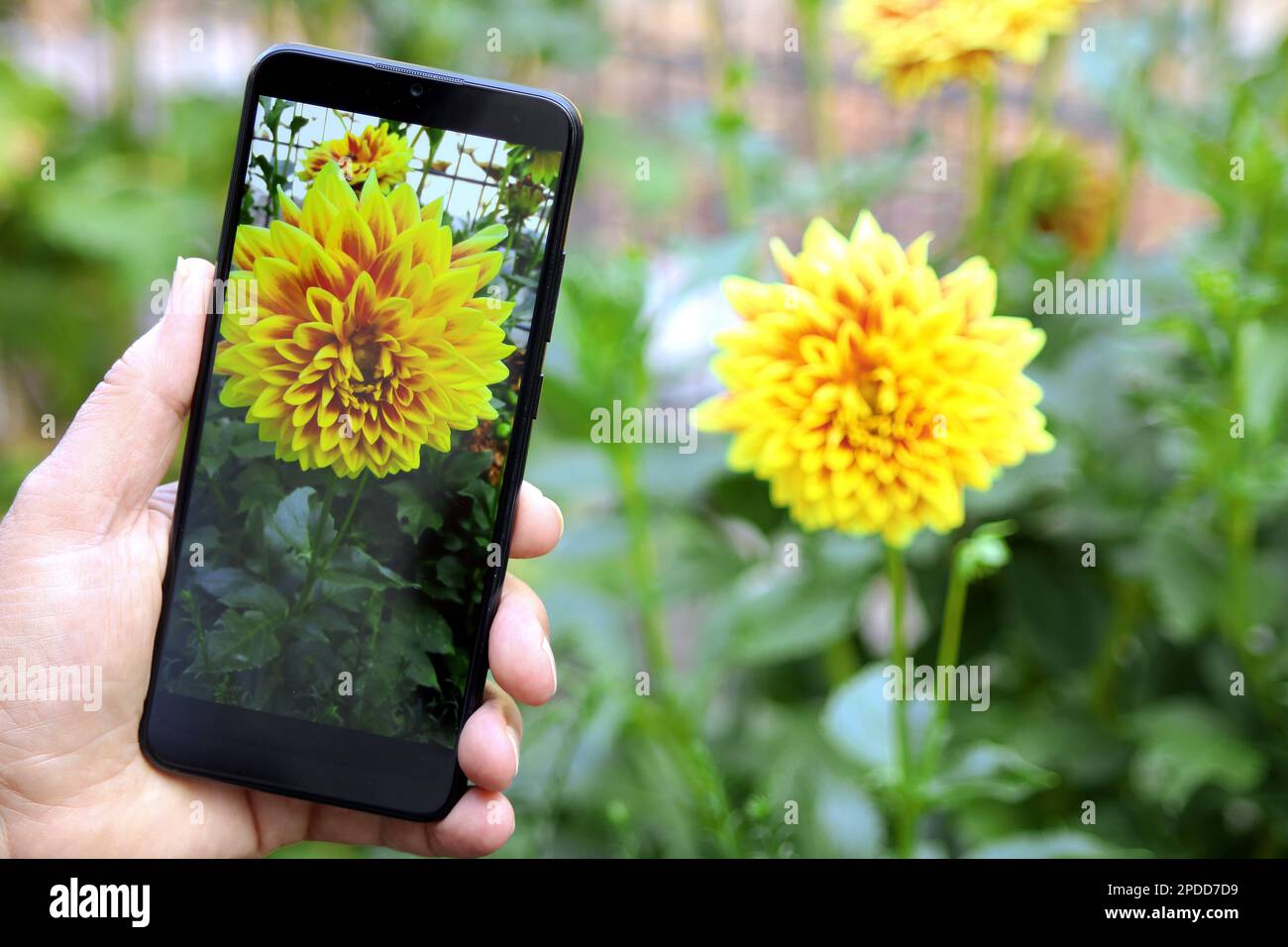 georgina (Dahlia spec.), flower ist photographed with a smartphone Stock Photo