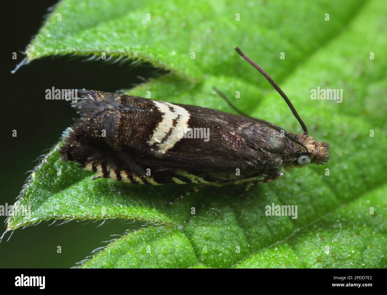 Tortrix moth (Grapholita pallifrontana), sitting on a leaf, side view ...