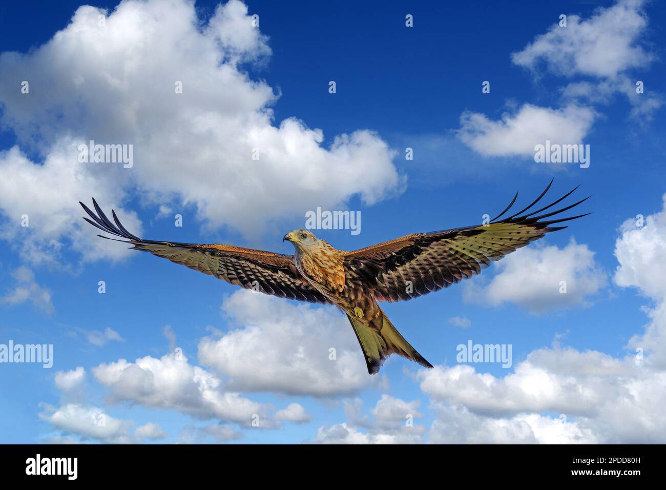 red kite (Milvus milvus), in flight at cloudy sky, composing, Germany, Baden-Wuerttemberg Stock Photo