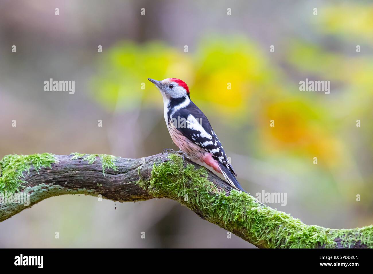 middle spotted woodpecker (Picoides medius, Dendrocopos medius