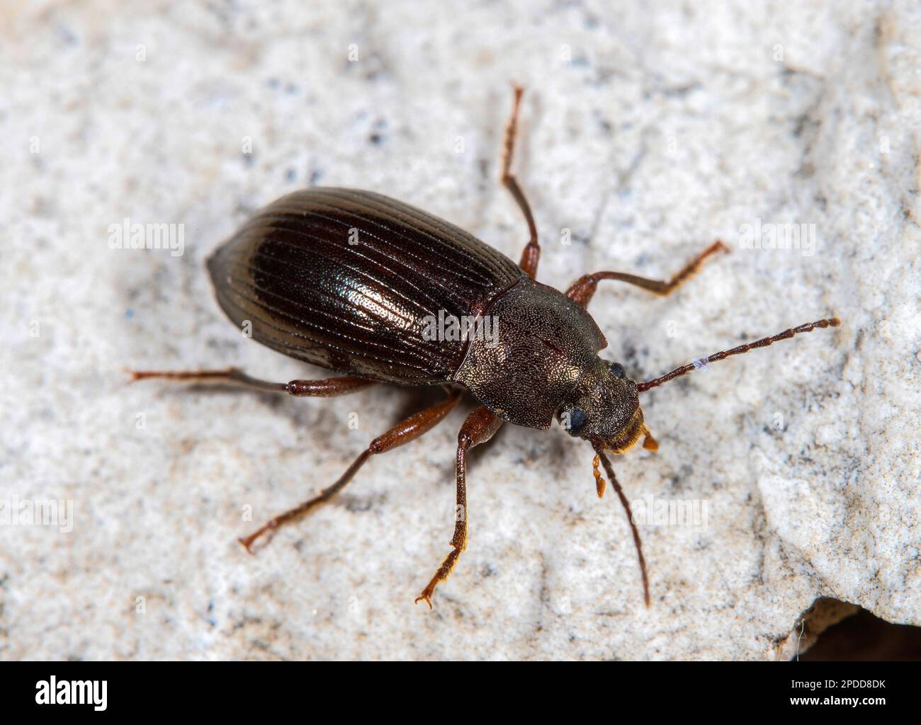 Darkling Beetle (Diaperis boleti), on a stone, dorsal view Stock Photo