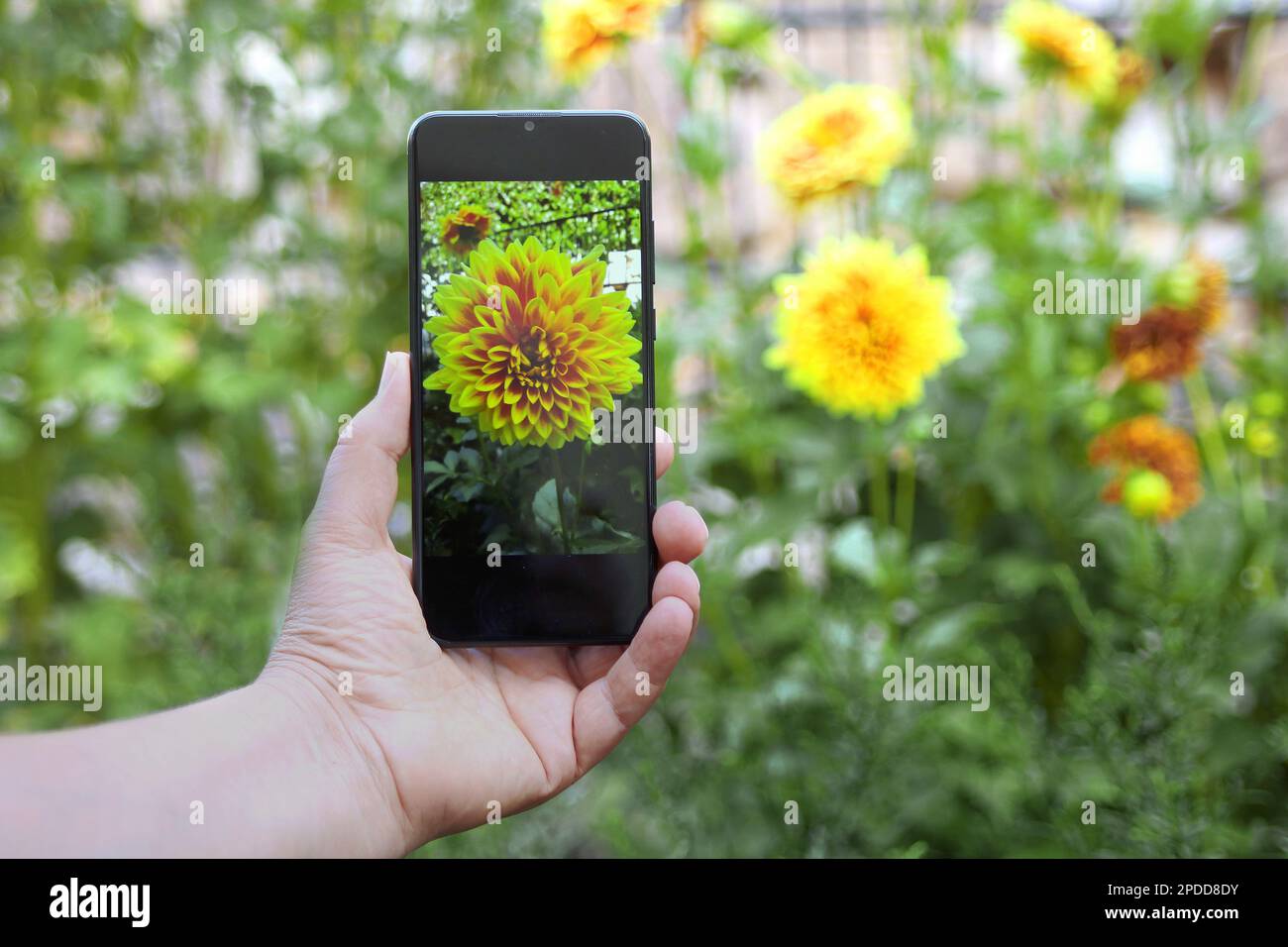 georgina (Dahlia spec.), flower ist photographed with a smartphone Stock Photo
