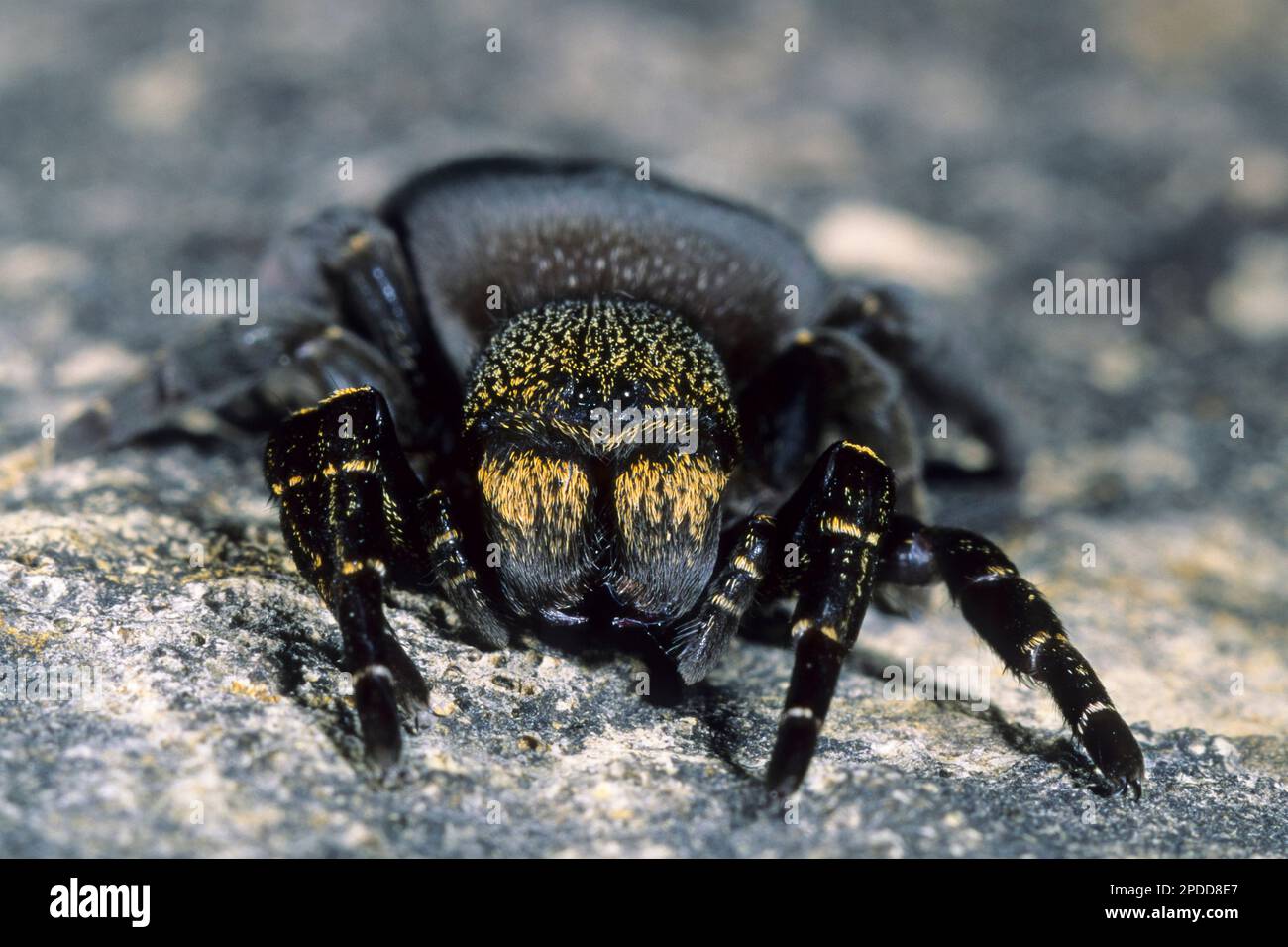 ladybird spider (Eresus kollari, Eresus cinnaberinus, Eresus niger), female, front view, Germany Stock Photo