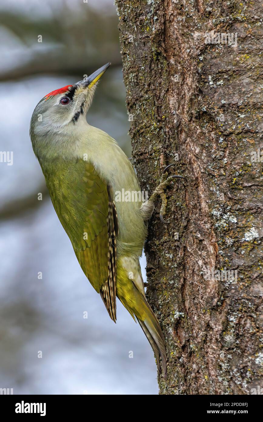 grey-faced woodpecker (Picus canus), male at a trunk, Germany, Baden-Wuerttemberg Stock Photo