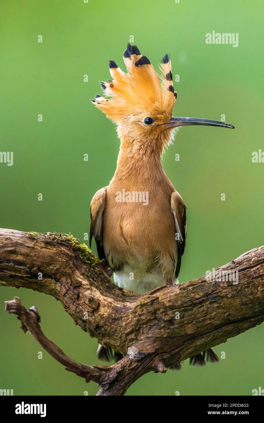 hoopoe (Upupa epops), sitting on a branch, front view, Germany, Baden-Wuerttemberg Stock Photo