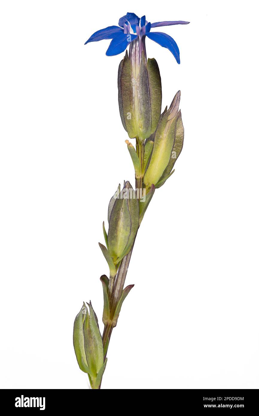 Bladder gentian (Gentiana utriculosa), blooming, cutout, Austria, Tyrol Stock Photo