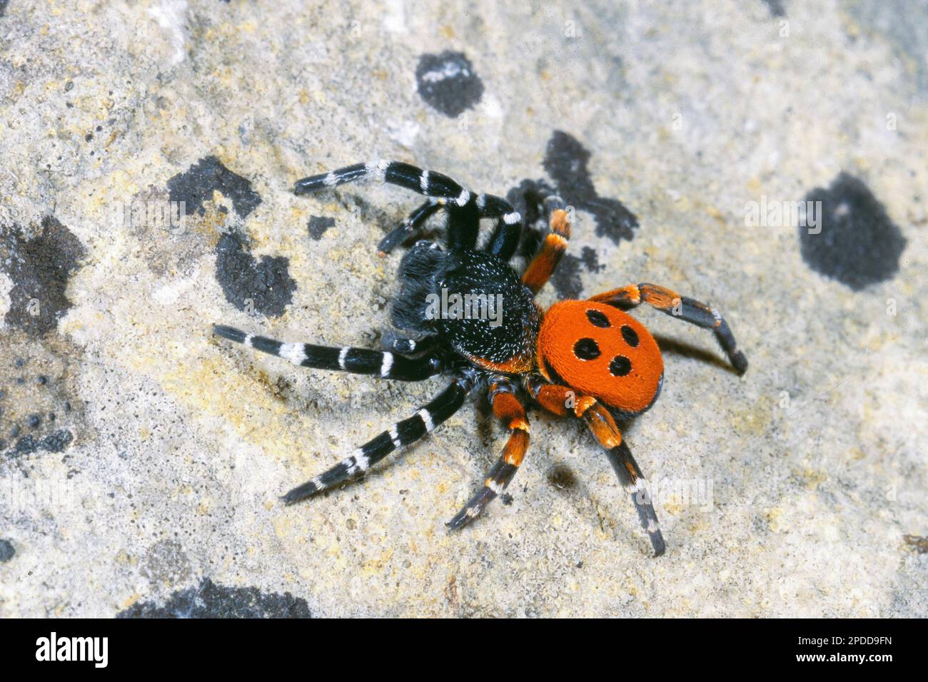 ladybird spider (Eresus kollari, Eresus cinnaberinus, Eresus niger), male, top view, Germany Stock Photo