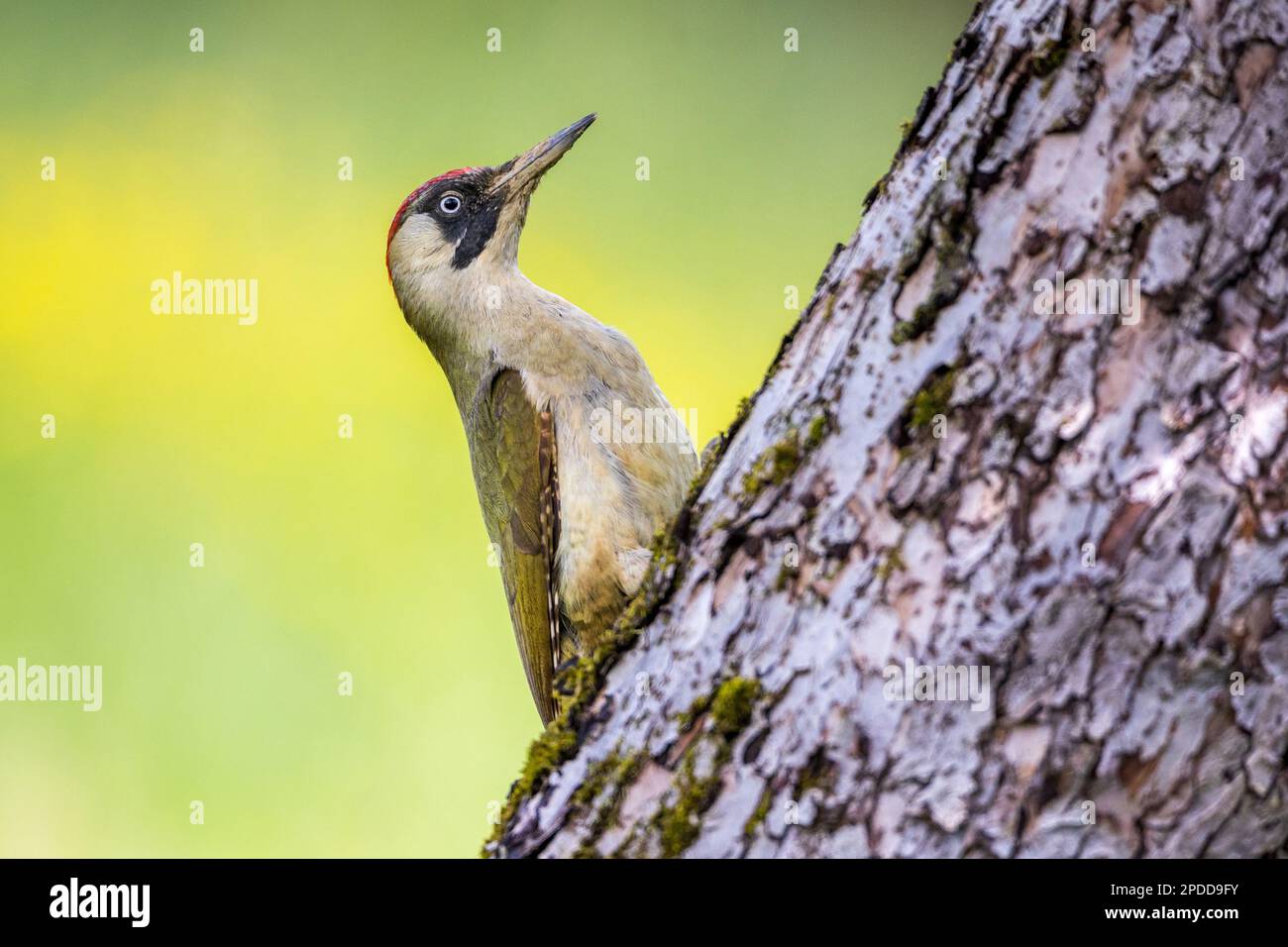 grey-faced woodpecker (Picus canus), female at a trunk, Germany, Baden-Wuerttemberg Stock Photo