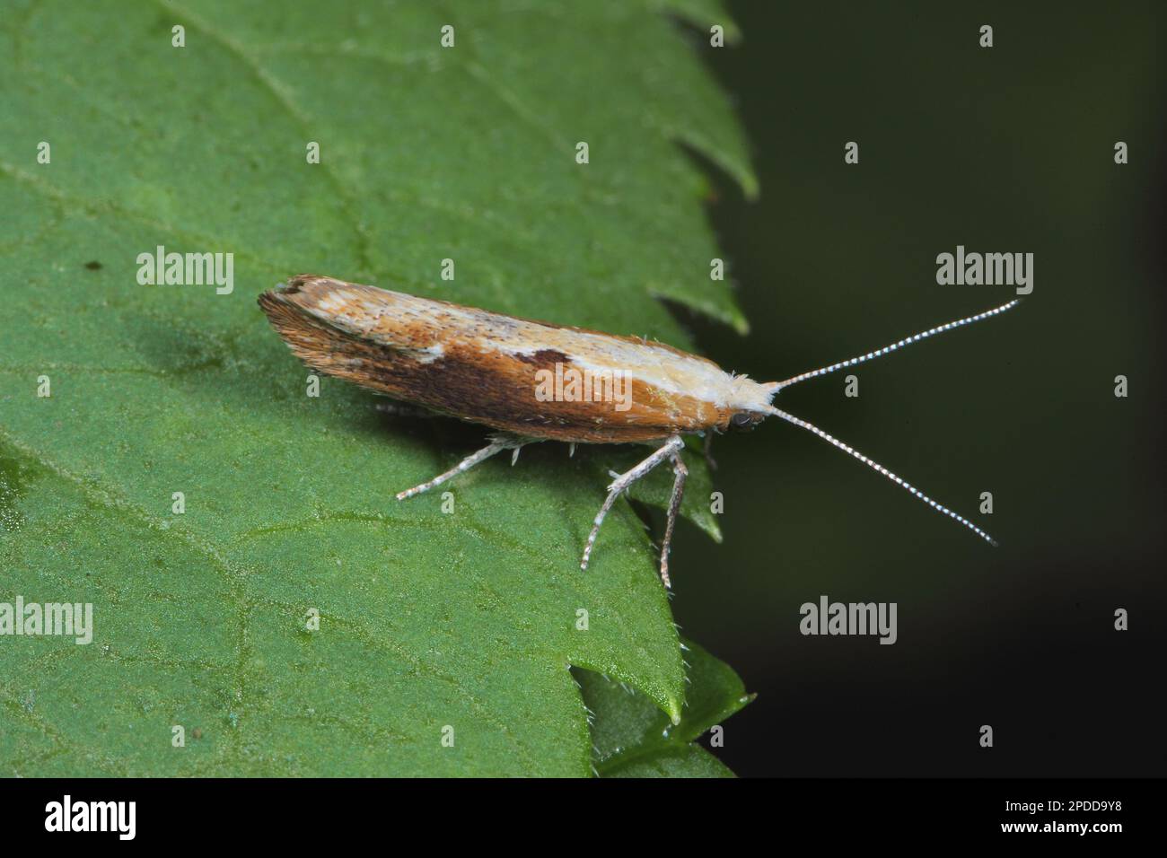 moth (Ypsolopha falcella), sitting on a leaf, side view, Germany Stock Photo