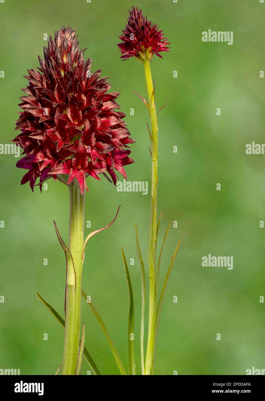 Common Vanilla Orchid (Nigritella rhellicani, Nigritella nigra ssp. rhellicani), blooming, in different sizes, composing, Austria Stock Photo