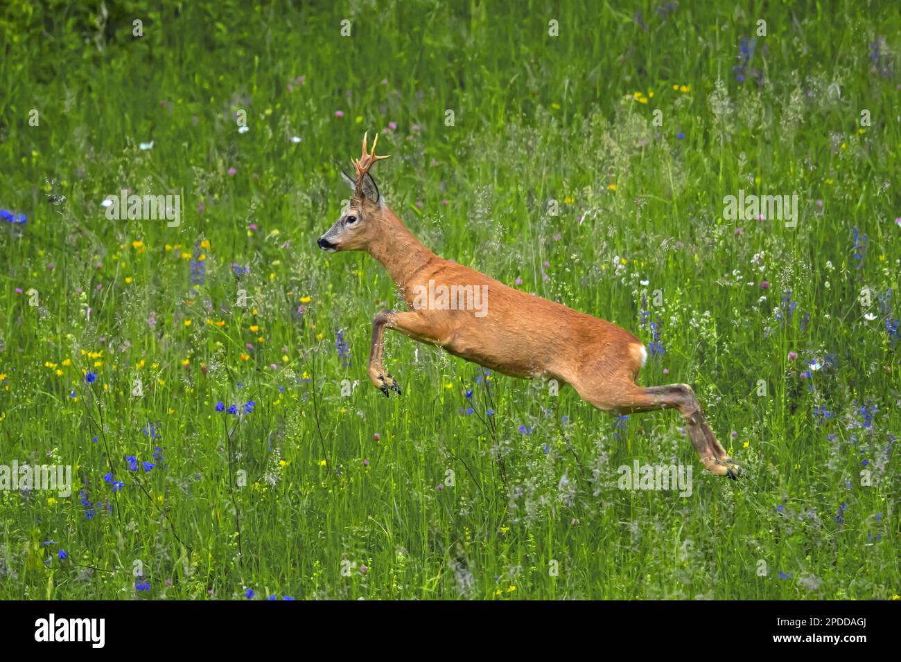 roe deer, roe, western roe deer, European roe (Capreolus capreolus