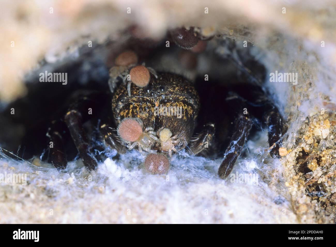 ladybird spider (Eresus kollari, Eresus cinnaberinus, Eresus niger), female mit juveniles, front view, Germany Stock Photo