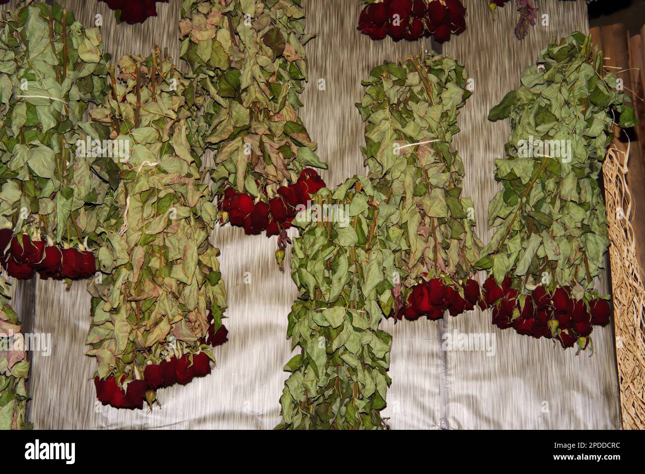 Red Roses hanged on wall upside down to dry with green leaves Stock