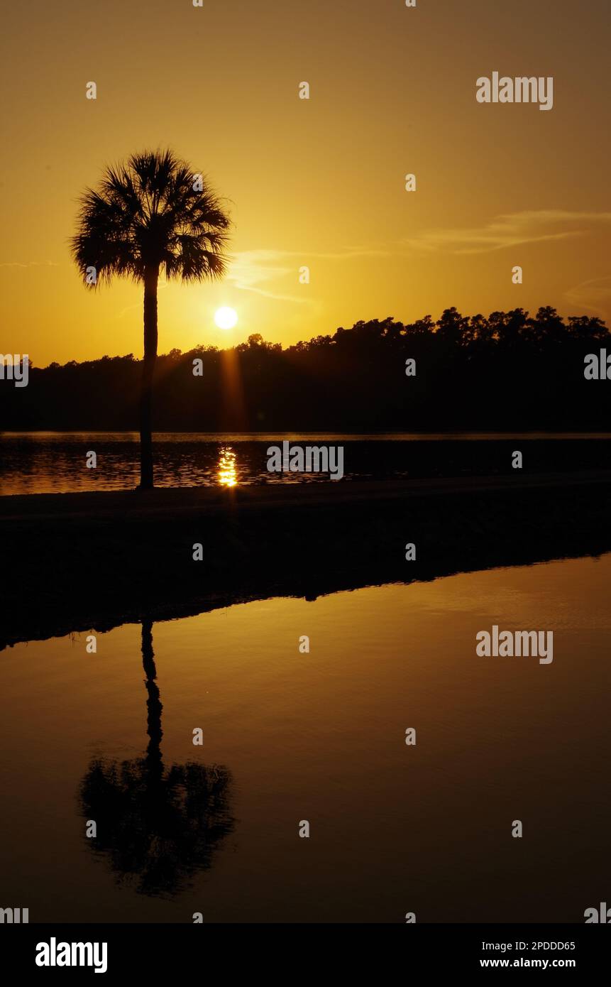 Reflective Tree Sunset Sunset reflective over the water with lone tree Stock Photo - Alamy