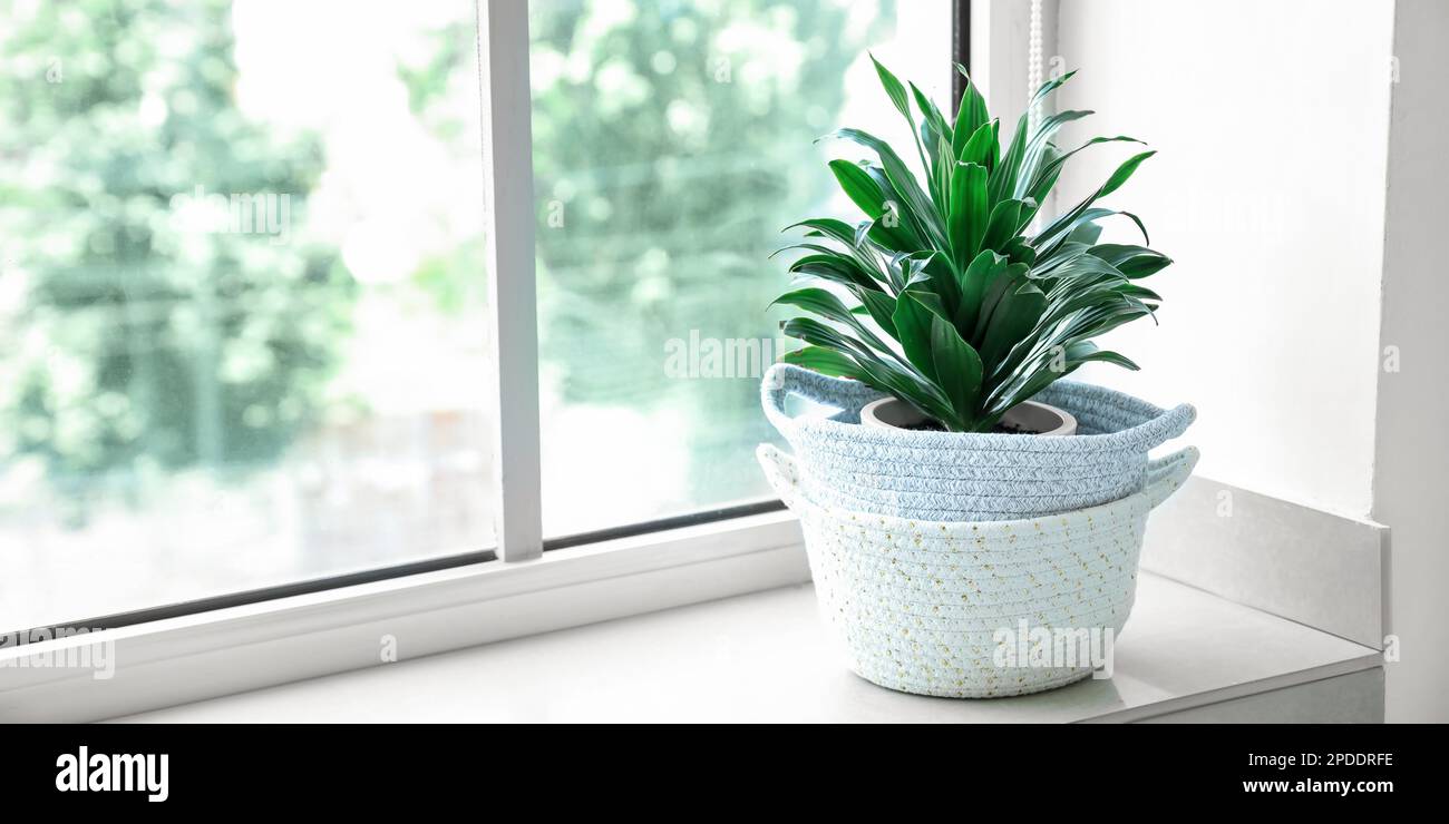 Wicker baskets with houseplant on window sill in room Stock Photo Alamy