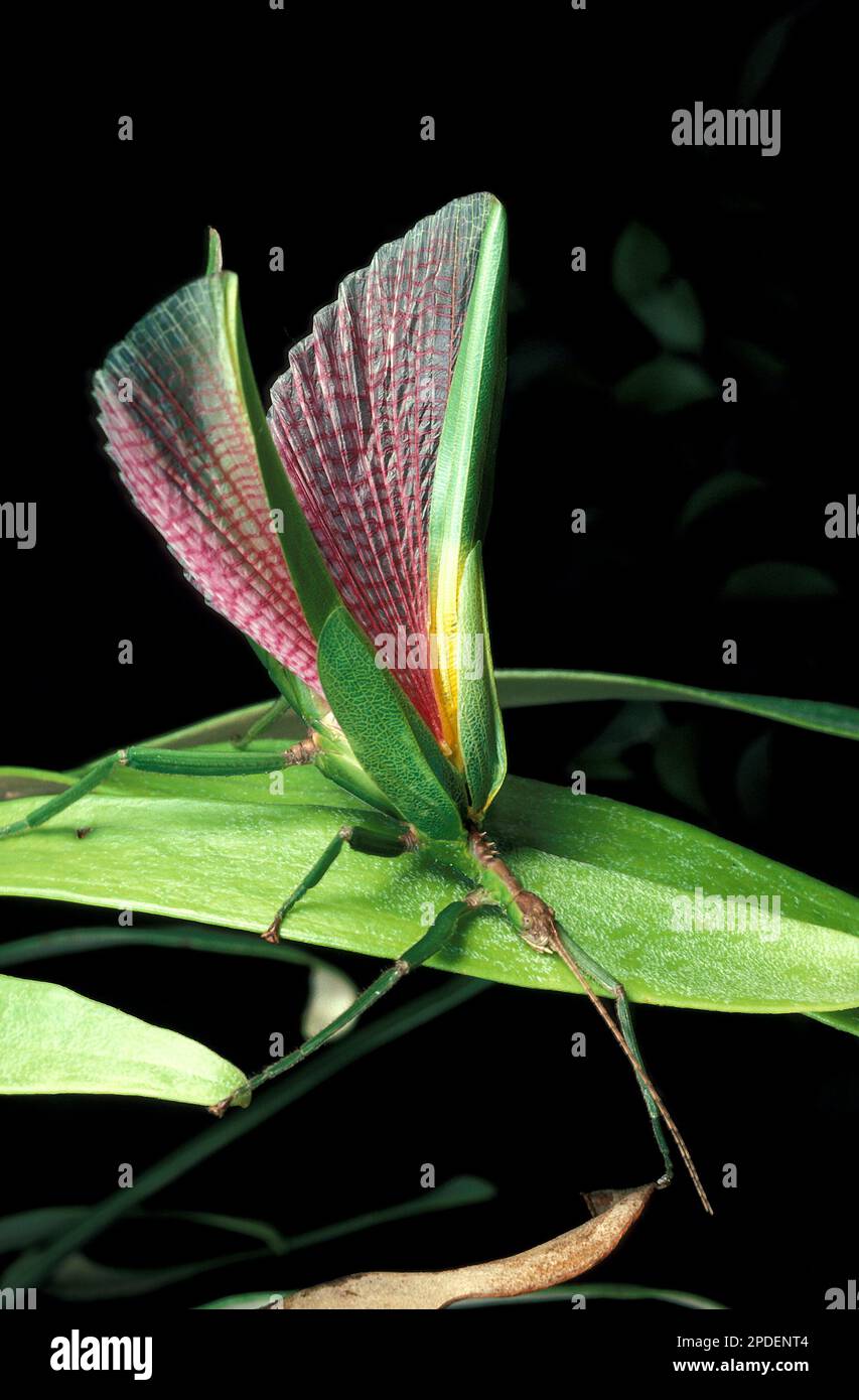 Australian flying stick insect (Micropodacanthus tweedae) with wings ...