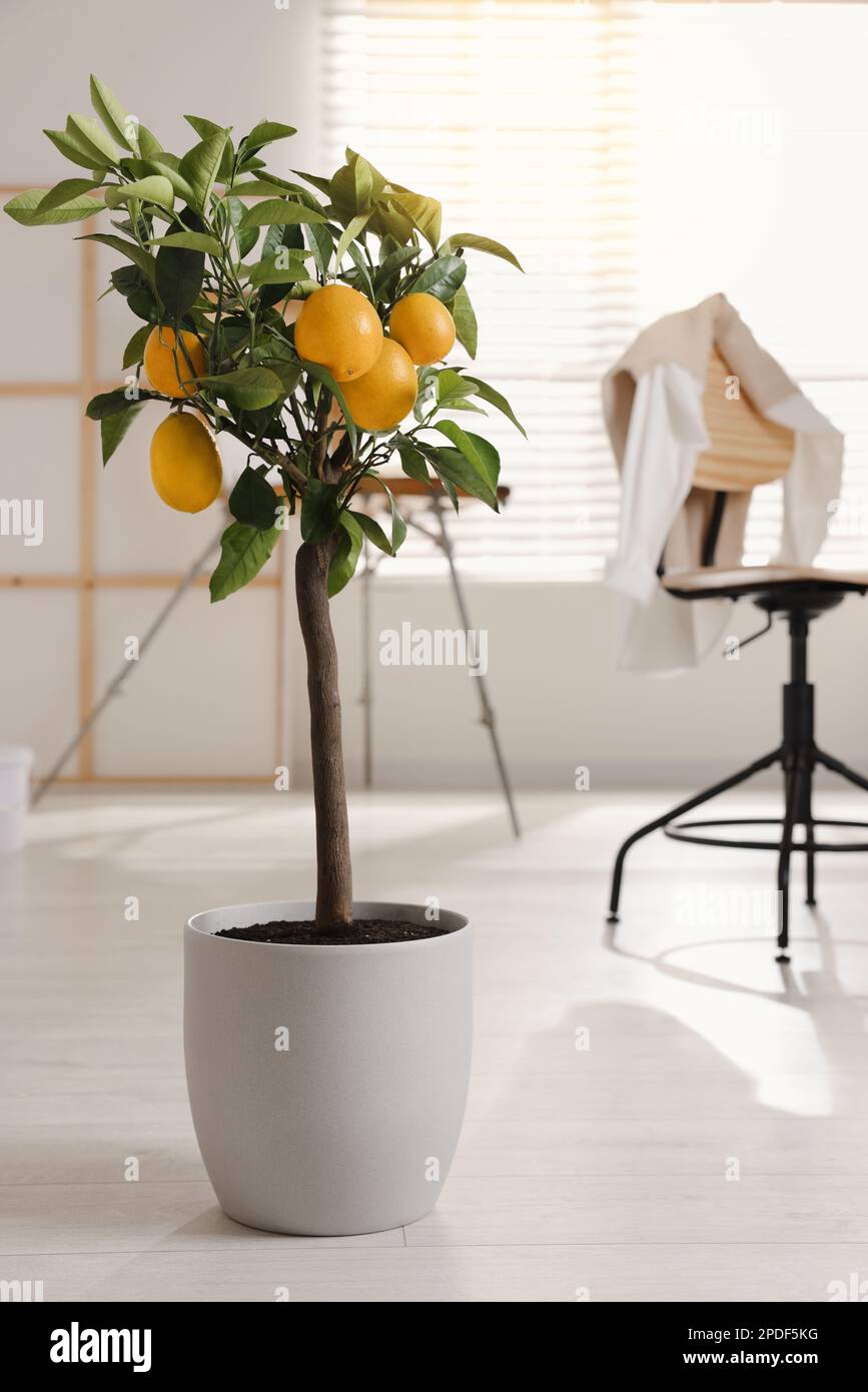 Idea for minimalist interior design. Small potted lemon tree with ...