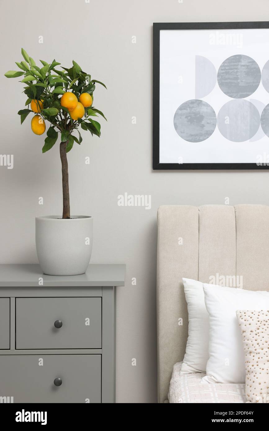 Citrus tree in pot indoors hi-res stock photography and images - Alamy