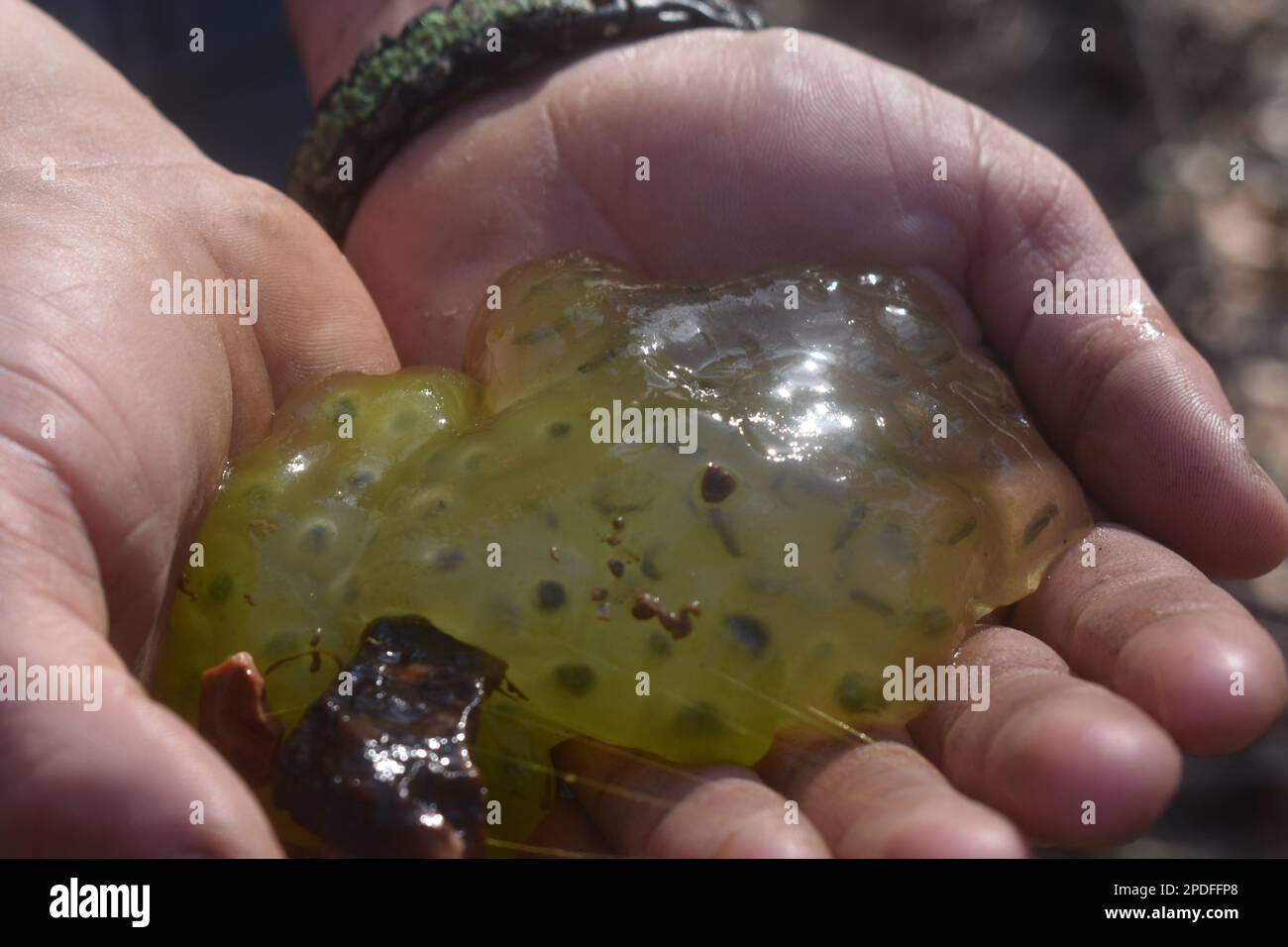A clutch of frog eggs that were found in a creek in rural Missouri, MO, United States, US, USA, are being held up in a pair of hands. Stock Photo