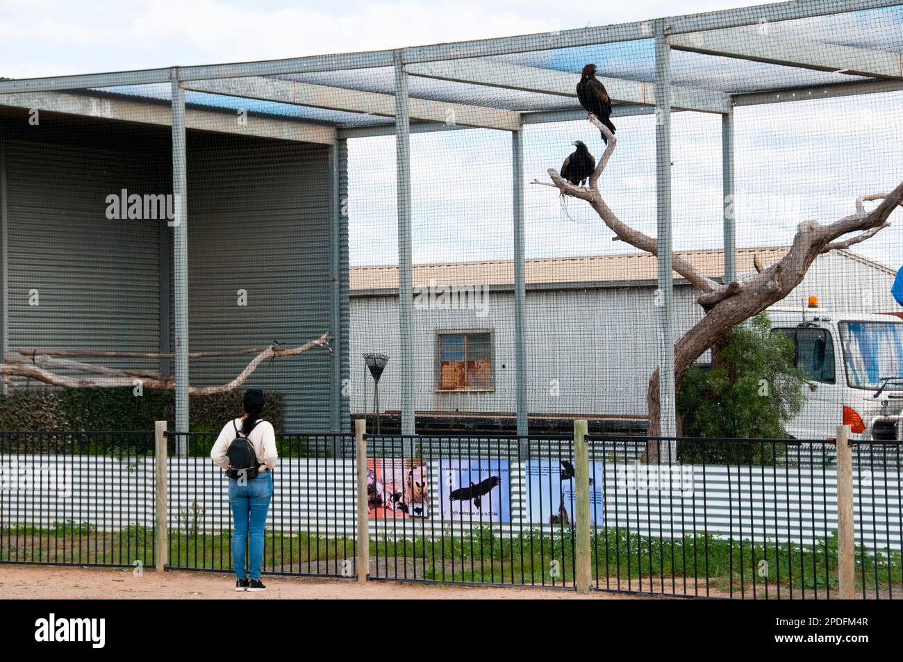 Wedge tailed eagle australia hi-res stock photography and images - Alamy