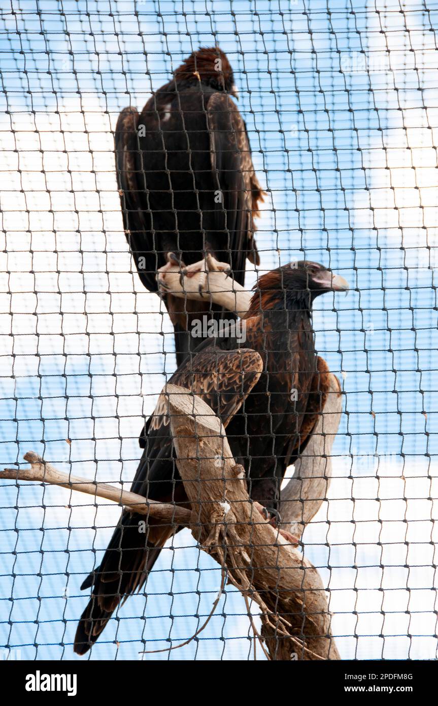 Wedge tailed eagle australia hi-res stock photography and images - Alamy