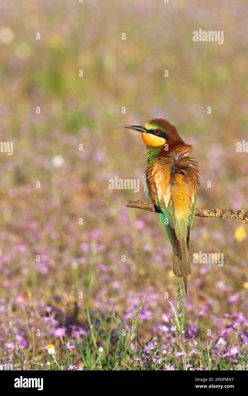 EN.- Bee-eater (Merops apiaster).  Andalucia, Spain. ES.- Abejaruco europeo (Merops apiaster). Andalucía, España. Stock Photo