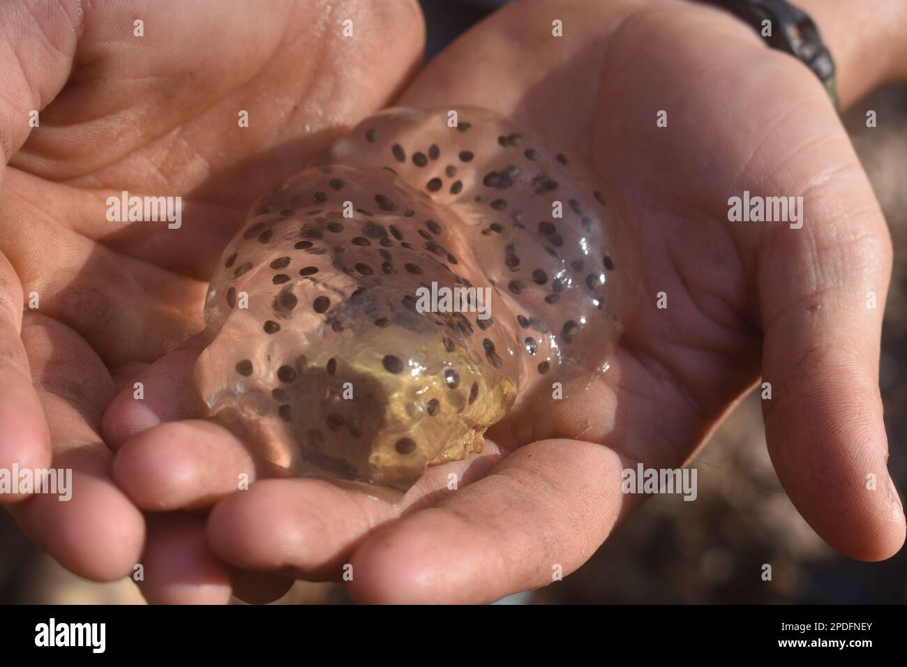A clutch of frog eggs that were found in a creek in rural Missouri, MO, United States, US, USA, are being held up in a pair of hands. Stock Photo