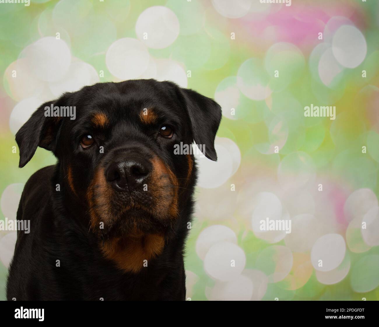 Rottweiler face hi-res stock photography and images - Page 6 - Alamy, image size:1300x1122
