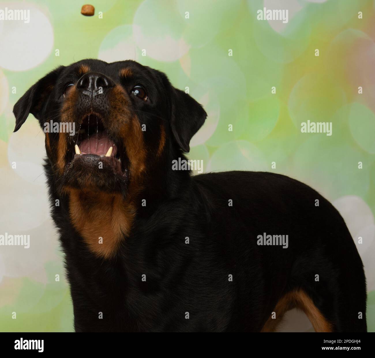 cute black and brown rottweiler puppy dog catching a treat portrait ...