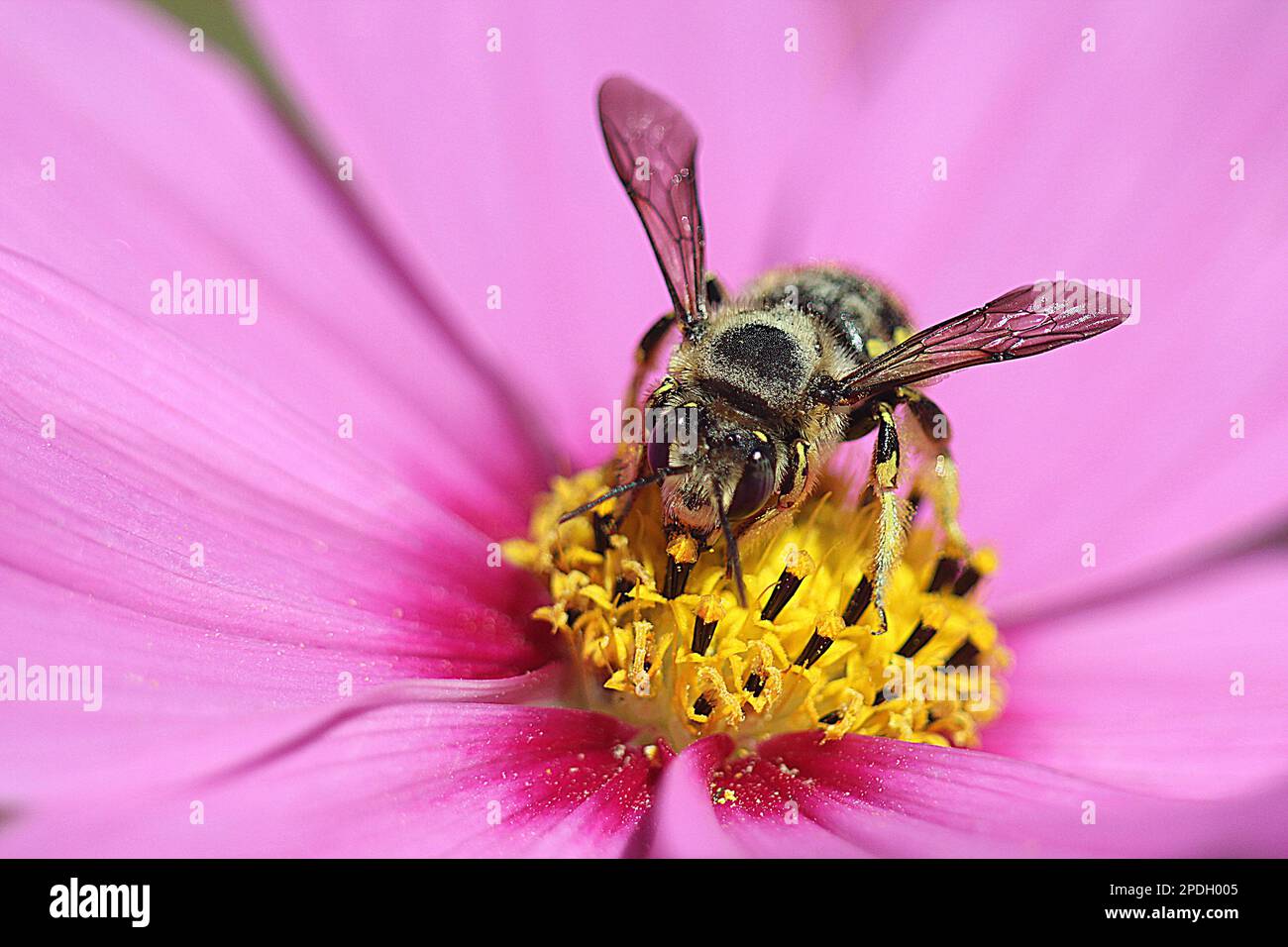 Honey bees (Apis sp.) and wool carder bees (Acanthidium sp.) clooecting nectar from cosmos flowers Stock Photo