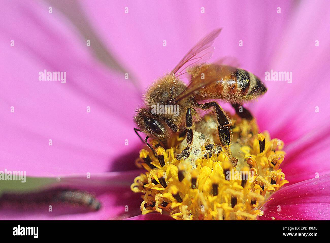 Honey bees (Apis sp.) and wool carder bees (Acanthidium sp.) clooecting nectar from cosmos flowers Stock Photo