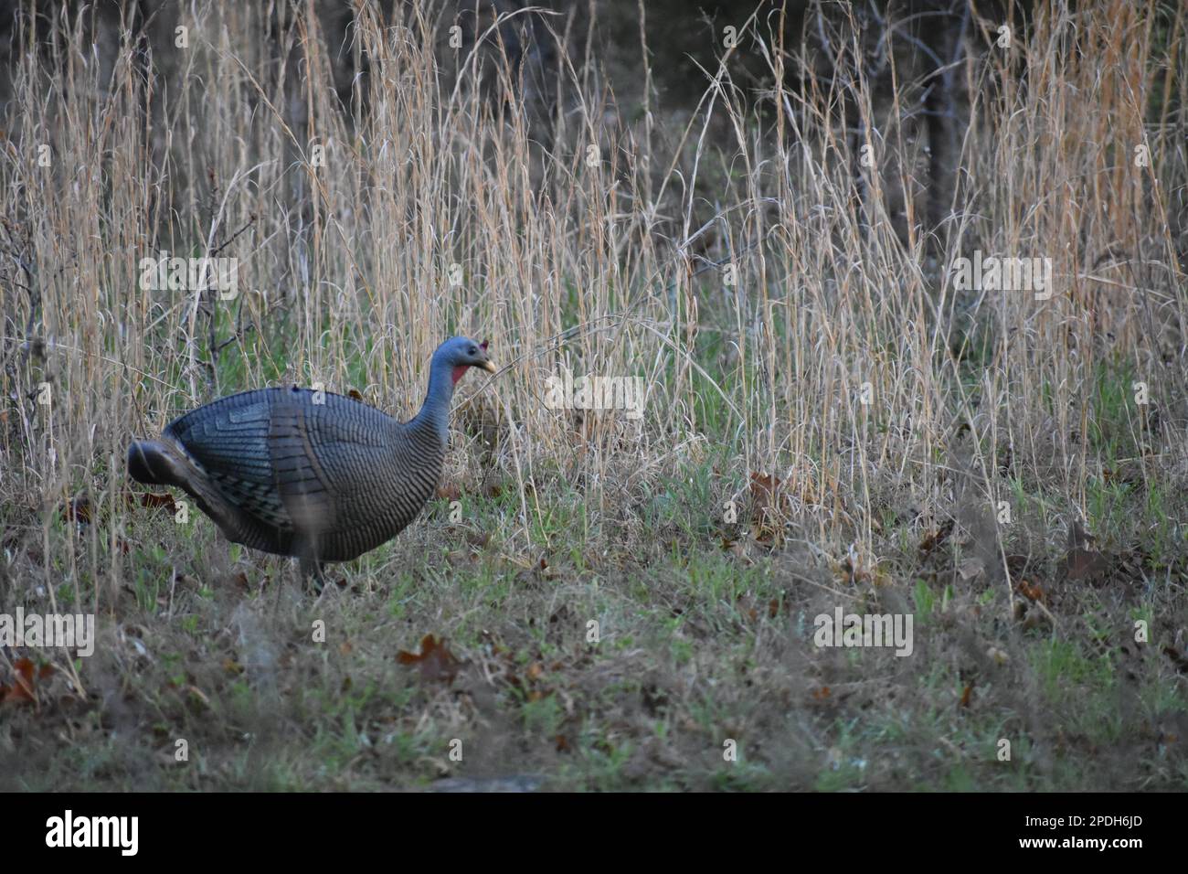 A hen turkey decoy is set up on a small family-owned farm in rural Missouri, MO, United States, US, USA. Stock Photo
