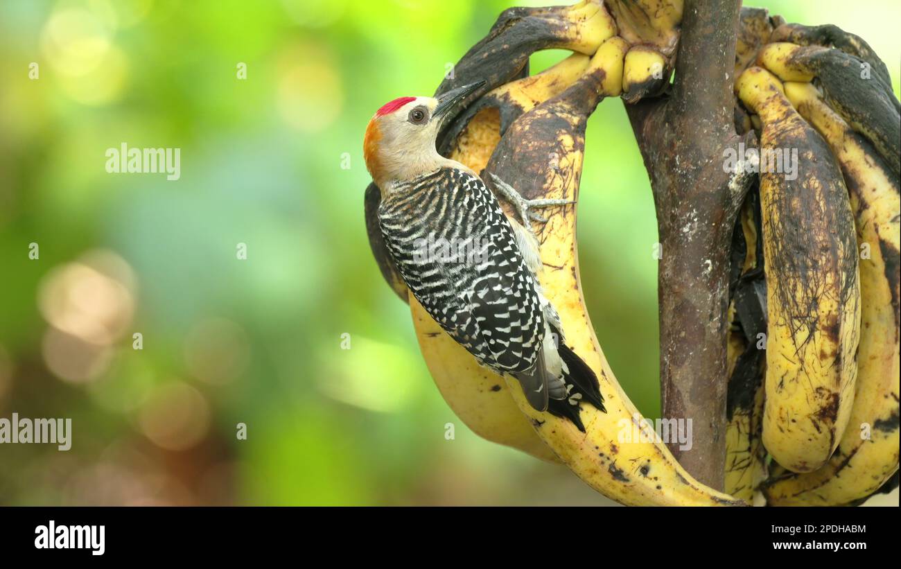 a hoffman's woodpecker feeding on bananas in a garden at costa rica Stock Photo