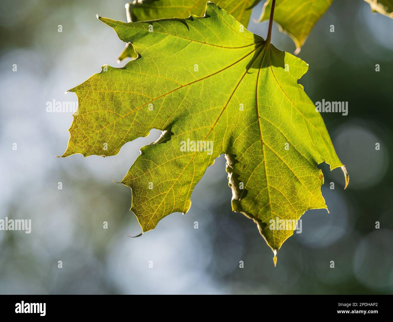 Spring Maple Tree Branch Spring branches of maple tree with fresh green leaves. Spring ...