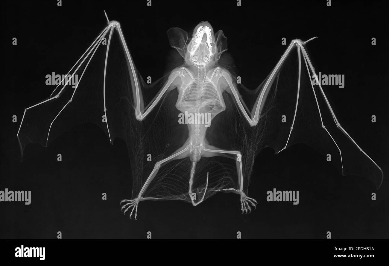 Common pipistrelle bat, Xray Stock Photo Alamy
