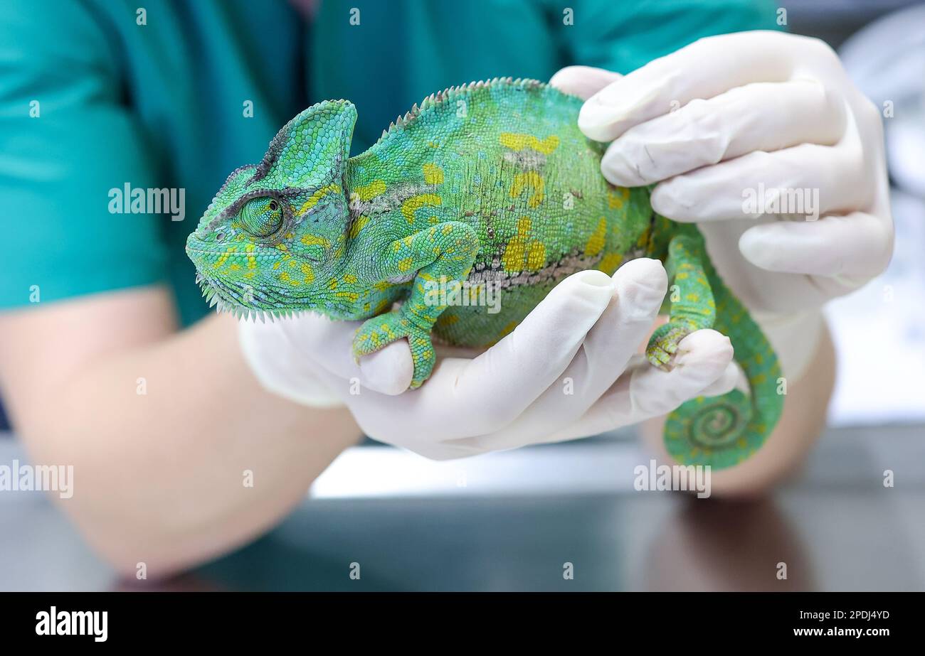 leipzig-germany-23rd-feb-2023-brunhilde-a-yemen-chameleon-is