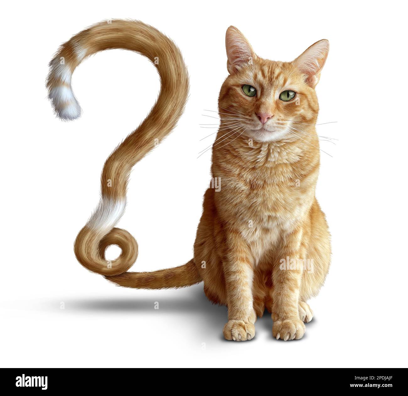 Cat question as a symbol of feline health care and veterinary therapy confusion as a Ginger Cat or a cute tabby with a question mark shape for healthy Stock Photo
